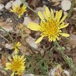 Crepis foetida Blüte