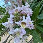 × Chitalpa tashkentensis फूल
