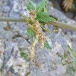 Urtica dioicaFlower