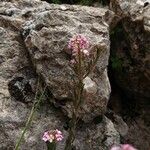 Aethionema saxatile 花