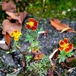 Tagetes tenuifolia Habitat