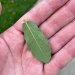 Quercus engelmannii Leaf