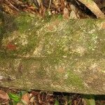Pradosia ptychandra Bark