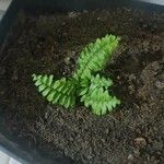 Asplenium platyneuron Leht