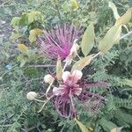 Capparis zeylanica Blüte