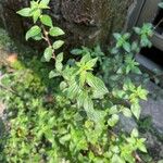 Pouzolzia zeylanica Leaf
