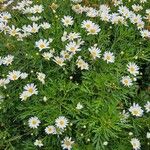 Argyranthemum broussonetii Flor