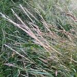 Calamagrostis canescens Blüte