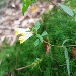 Melampyrum pratenseFlower