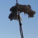 Phalaenopsis × singuliflora Flor