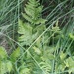 Dryopteris carthusiana Hoja