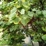 Cercis siliquastrumبرگ