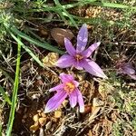 Colchicum longifolium Flower