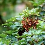 Acer tataricum Fruit