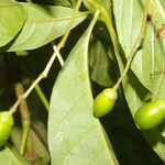 Vitex cooperi Fruto