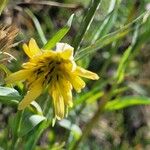 Tragopogon dubius Hoja