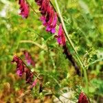 Vicia eriocarpa Blodyn