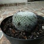 Mammillaria pottsii পাতা