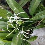 Hymenocallis tubiflora Levél