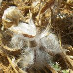 Plantago squarrosa Fruit