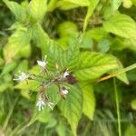 Circaea lutetiana Fleur