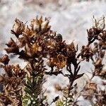 Hypericum ericoides Fruit