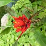 Musa coccinea Floare