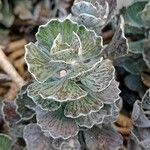 Kalanchoe rhombopilosa Hábito