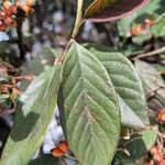 Cotoneaster coriaceus Leaf