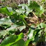 Rumex obtusifolius Leaf