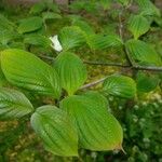 Cornus nuttallii Hoja