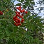 Sorbus aucuparia Blad