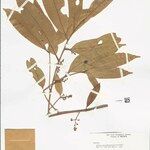 Aniba cylindriflora List