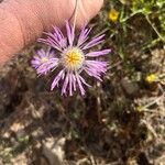 Volutaria muricata Fula