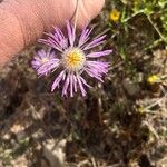 Volutaria muricata Flower