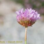 Armeria castellana Kvet