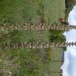 Echium boissieri Staniste