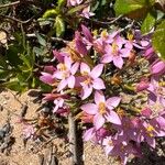 Centaurium littorale Квітка