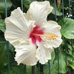 Hibiscus arnottianus Flor
