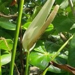 Anthurium nymphaeifolium പുഷ്പം