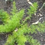 Asparagus aethiopicus Leaf