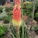 Kniphofia uvariaCvet