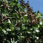 Julbernardia paniculata Hábito