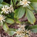 Pachysandra terminalis Листок