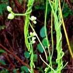 Cassytha filiformis Hábito