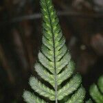 Blechnum diversifolium 葉