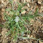 Torilis leptophylla Flor