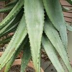 Aloe ferox Folha