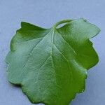 Senecio angulatus Leaf