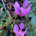 Cyclamen purpurascens Λουλούδι